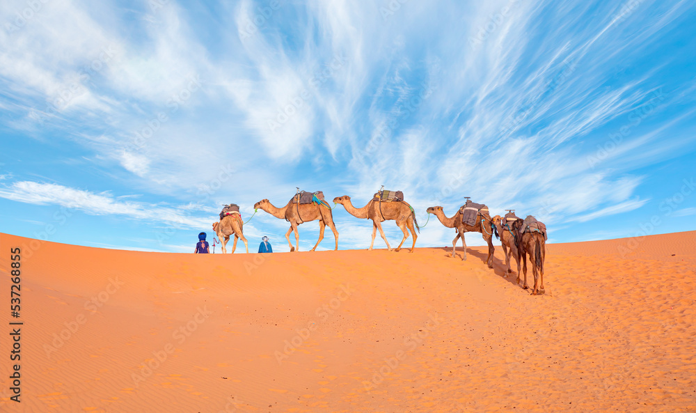 Camel caravan in the desert with amazing cloudy sky -  Sahara, Morrocco
