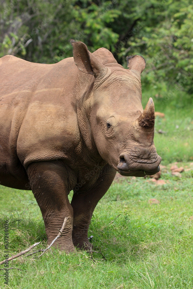 Fototapeta premium White rhinoceros, Pilanesberg National Park, South Africa