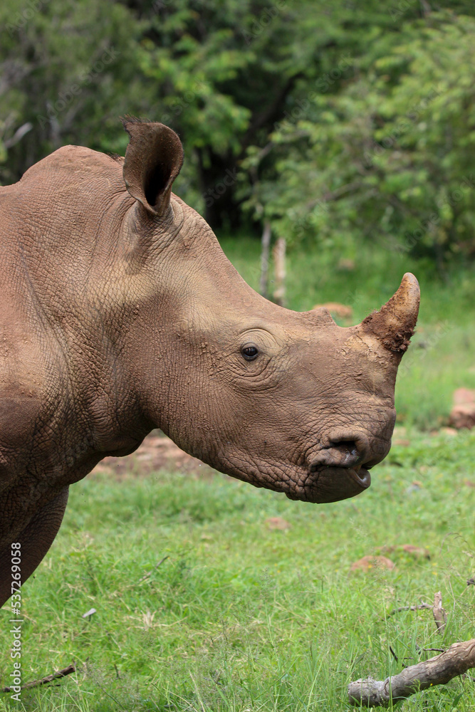 White rhinoceros, Pilanesberg National Park, South Africa White rhinoceros, Pilanesberg National Park, South Africa