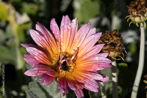 Purple and Yellow flower with dew