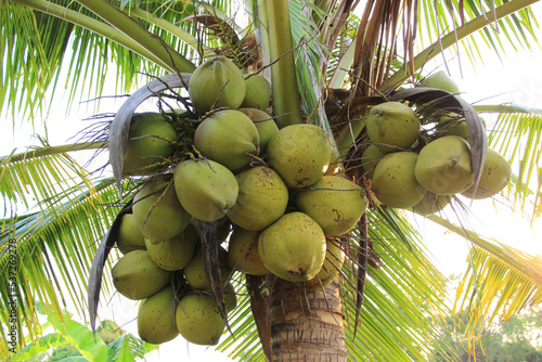 Many fresh and mature coconuts on the tree.It natural and beautiful.