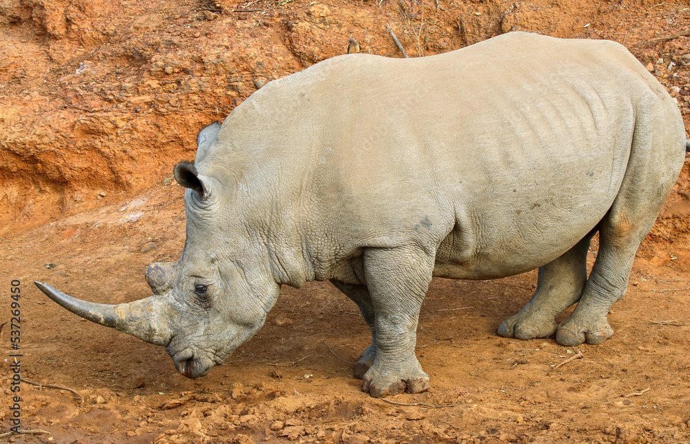 Obraz premium White Rhinoceros drinking water at the waterhole, Pilanesberg National Park, South Africa