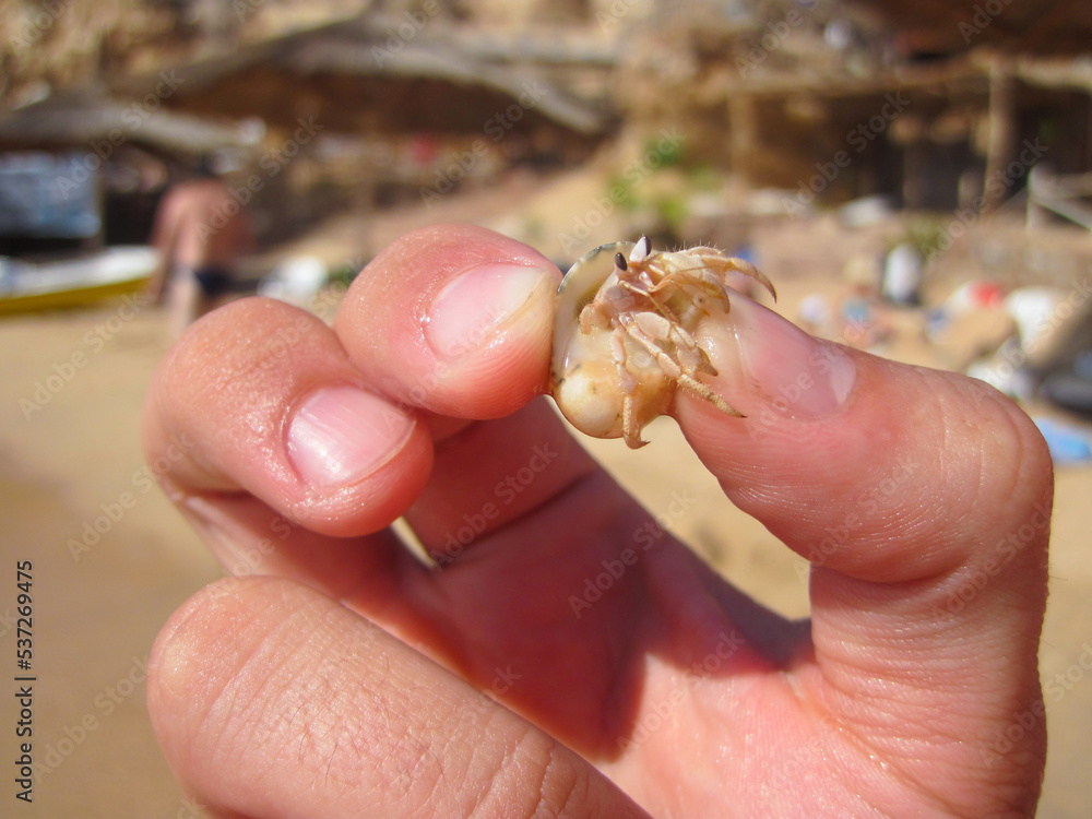 Small white hermit crab caught in hands, Sharm El-Sheikh, Egypt