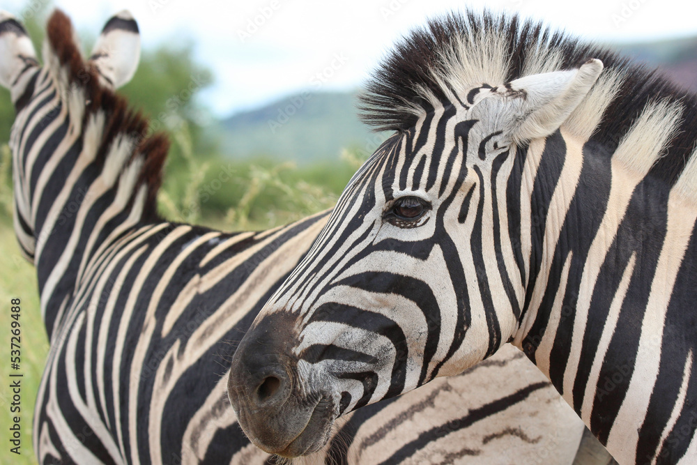 Fototapeta premium Plains Zebra, Pilanesberg National Park, South Africa