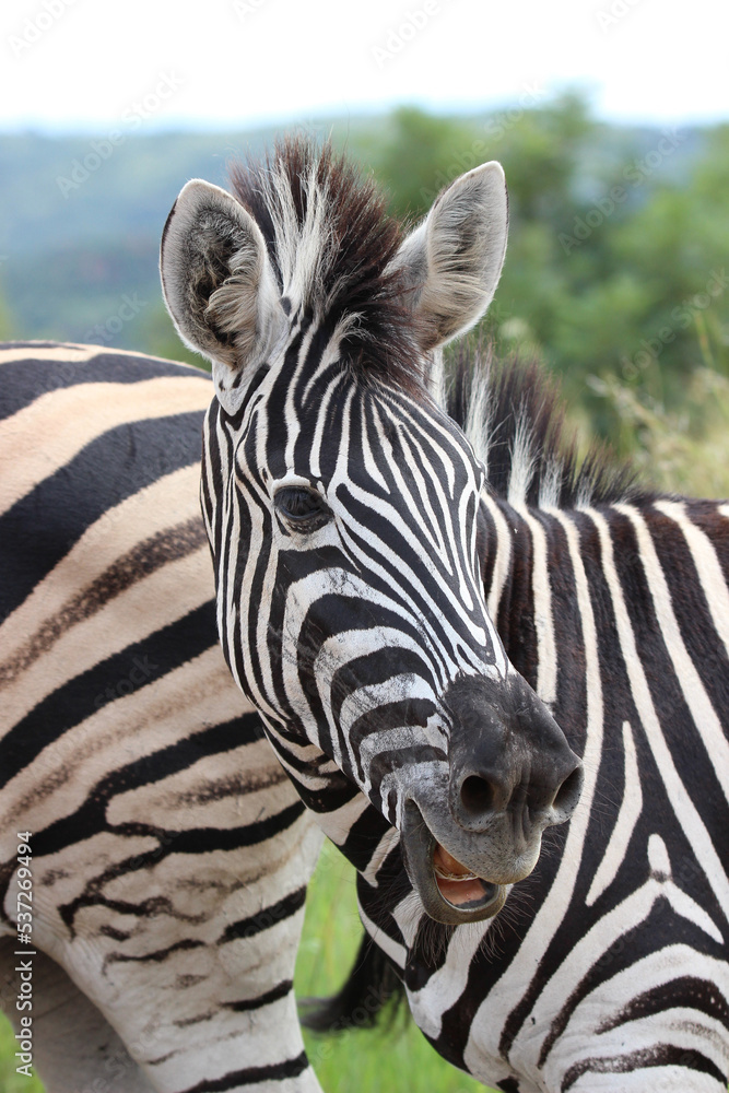 Naklejka premium Plains Zebra, Pilanesberg National Park, South Africa