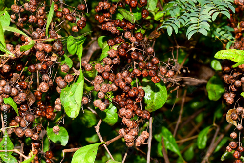 Dry Henna (Lawsonia inermis) balls, seeds hanging on tree. Indian medicinal Mehandi plants.