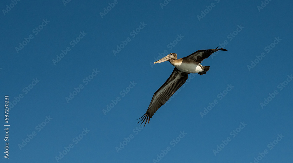 Large Pelican Glides Across Blue Sky Large Pelican Glides Across Blue Sky