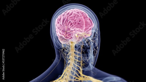 3d rendered animation of  the brain and nervous system photo