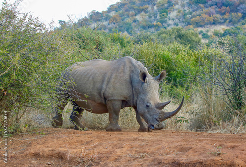 White Rhinoceros, Pilanesberg National Park, South Africa