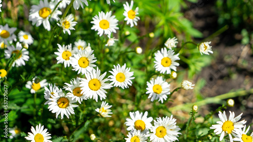 Chamomile flowers in the garden. Concept of gardening or meadow grasses. Close-up