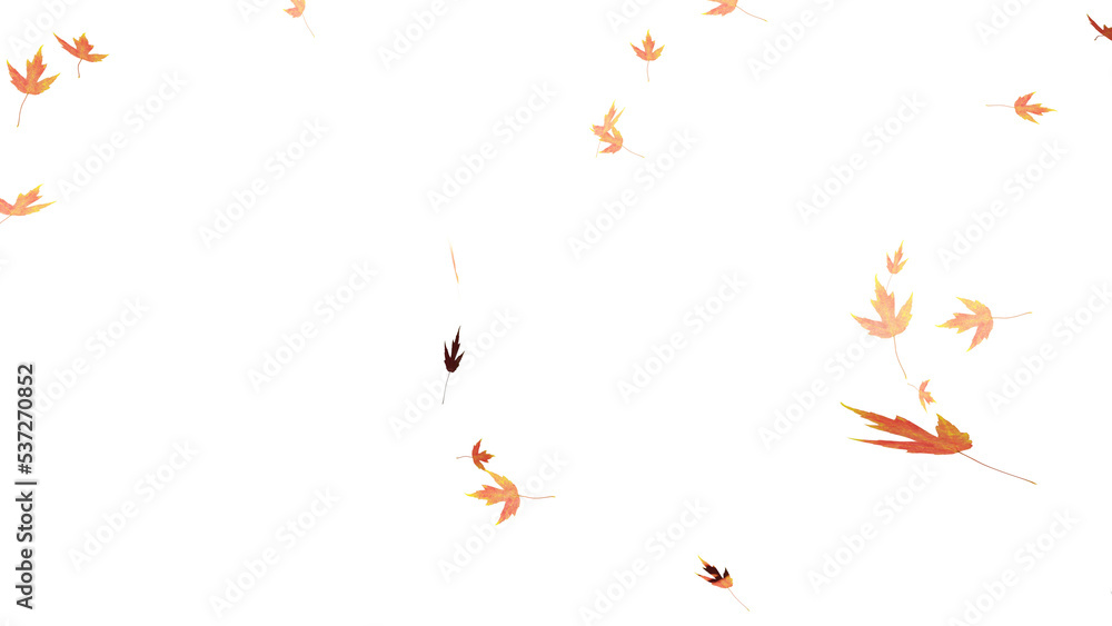 Falling isolated autumn colored maple leaves Falling isolated autumn colored maple leaves