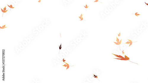 Falling isolated autumn colored maple leaves