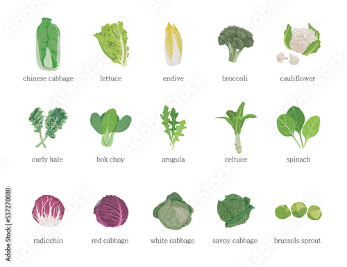 Set of different vegetables. Lettuce leaf and cabbage on white background. 