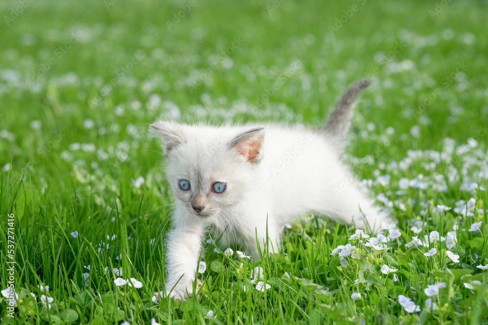 A small white kitten walks on the green grass of the lawn on a summer day. Low angle view outdoors A small white kitten walks on the green grass of the lawn on a summer day. Low angle view outdoors