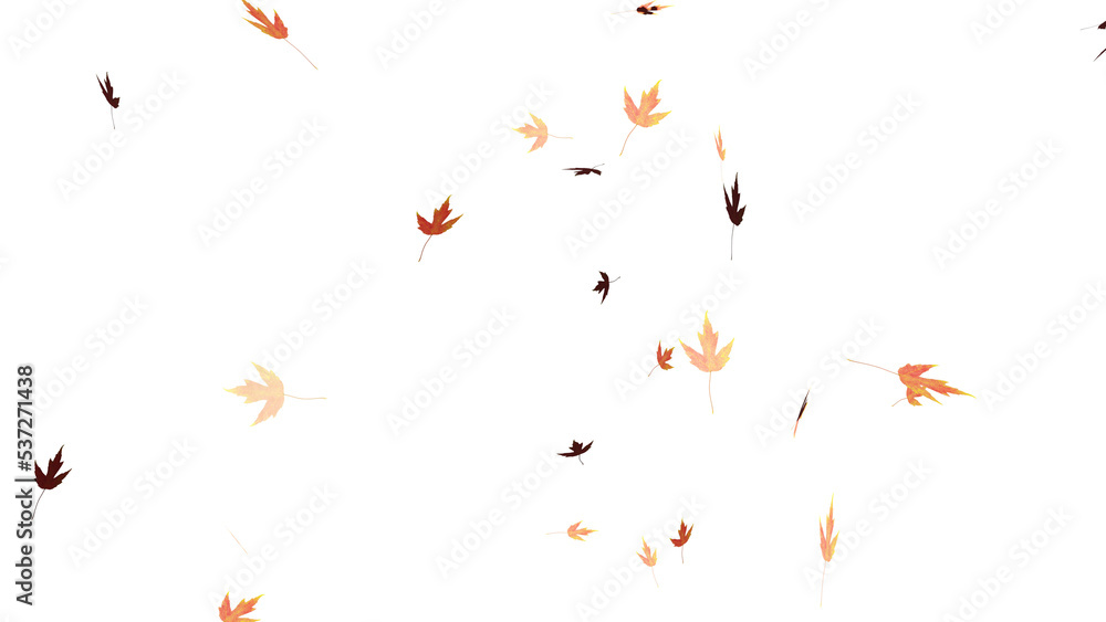 Falling isolated autumn colored maple leaves Falling isolated autumn colored maple leaves