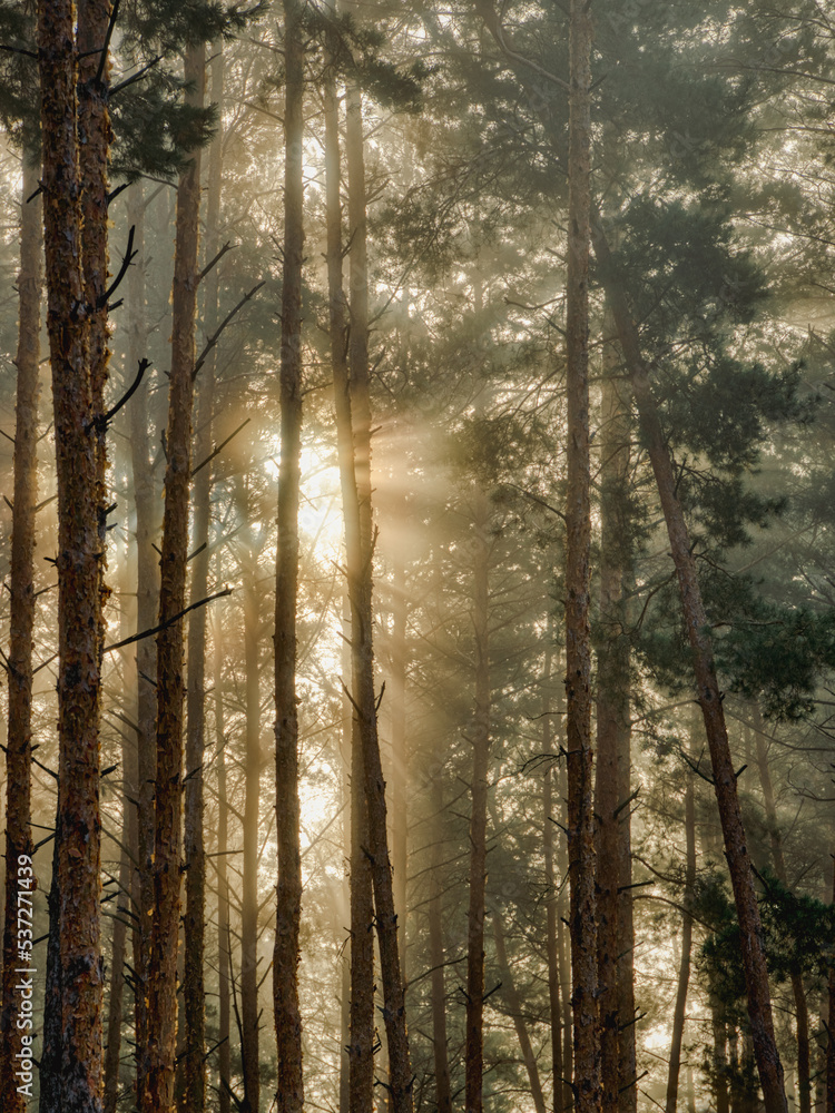 Forest landscape. The divergent rays of the sun among the trees of the forest on an early foggy morning.
