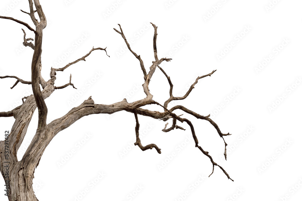 Dry branch of dead tree with cracked dark bark.beautiful dry branch of tree isolated on white background.Single old and dead tree.Dry wooden stick from the forest isolated on white background .