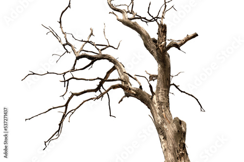 Dry branch of dead tree with cracked dark bark.beautiful dry branch of tree isolated on white background.Single old and dead tree.Dry wooden stick from the forest isolated on white background .