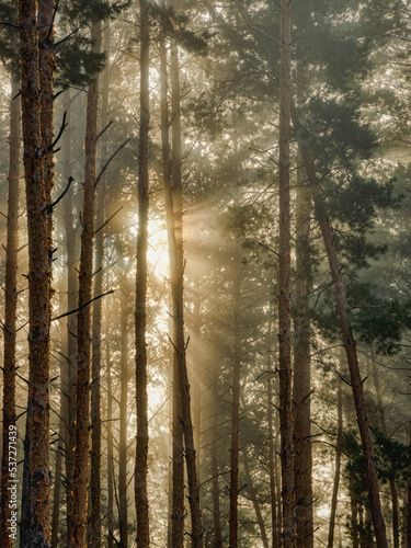 Forest landscape. The divergent rays of the sun among the trees of the forest on an early foggy morning.