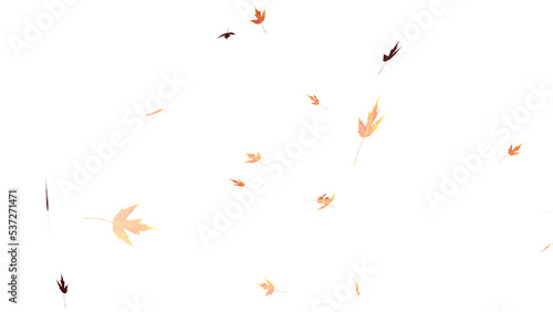 Falling isolated autumn colored maple leaves