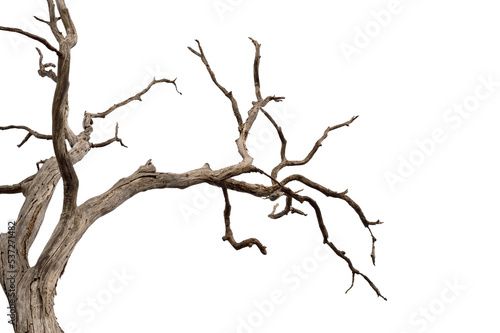 Dry branch of dead tree with cracked dark bark.beautiful dry branch of tree isolated on white background.Single old and dead tree.Dry wooden stick from the forest isolated on white background .