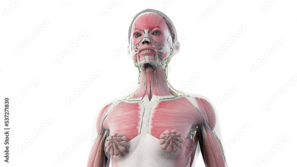 3d rendered animation of the female anatomy 3d rendered animation of the female anatomy