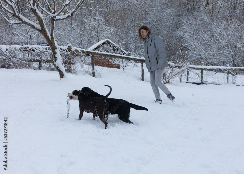 a man walks with dogs in the woods in snowy winter weather a man walks with dogs in the woods in snowy winter weather
