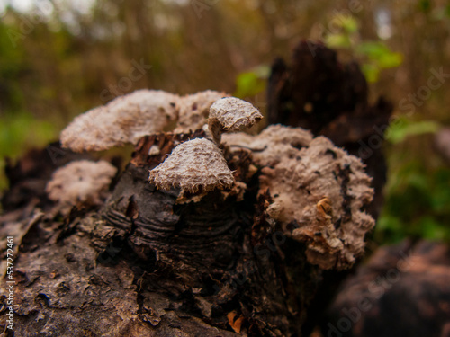 Close-up photo of mushrooms on a tree