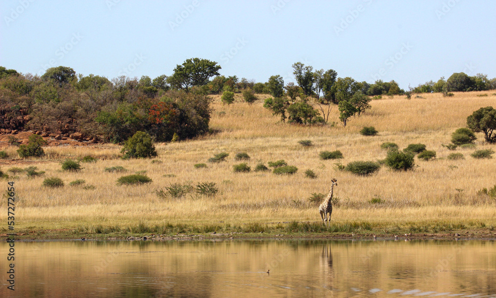 Giraffe at the side of the lake, Pilanesberg National Park, South Africa