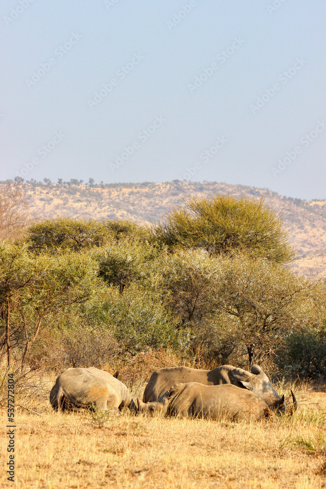 Fototapeta premium Group of White Rhino, Pilanesberg, South Africa