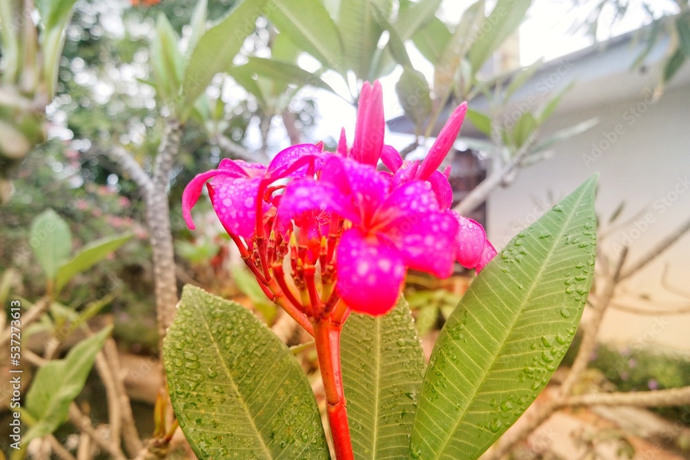Obraz premium Plumeria red flower
