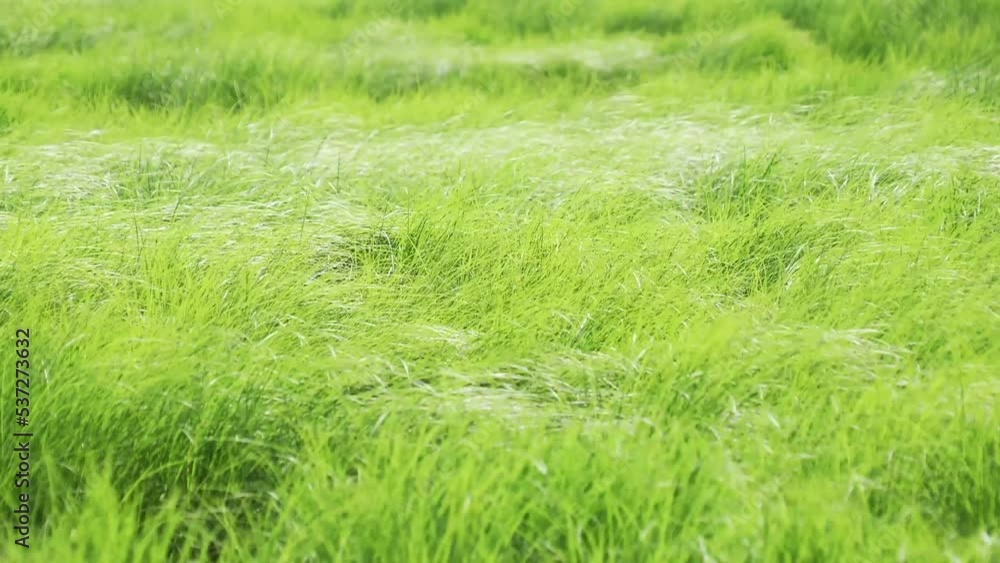 green grass field green grass field