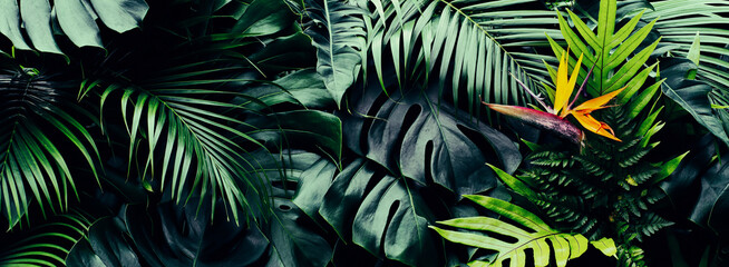 Tropical forest, Bird of paradise flower or strelitzia reginae blooming on green nature background