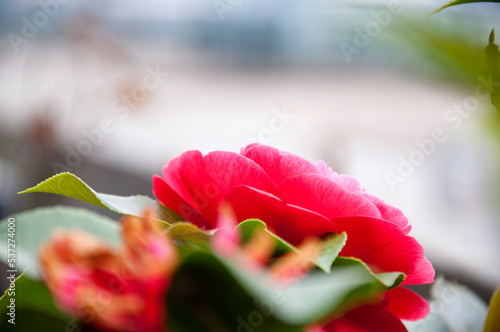 Photography Scenery of riverside flowers on the Bund in Shanghai