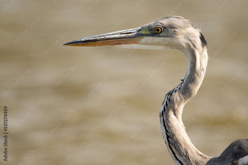 Closeup portrait of grey heron or Ardea cinerea stands in river Closeup portrait of grey heron or Ardea cinerea stands in river