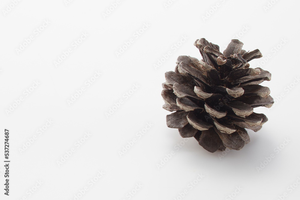 pinecone,松ぼっくり,autumn,秋,松,pine,white background,白背景
pinecone,松ぼっくり,autumn,秋,松,pine,white background,白背景