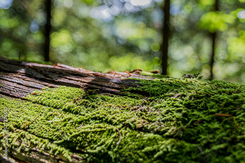 moss on a treetrunk photo