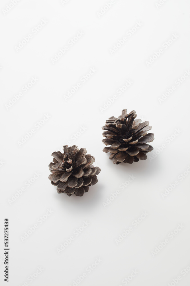 pinecone,松ぼっくり,autumn,秋,松,pine,white background,白背景
pinecone,松ぼっくり,autumn,秋,松,pine,white background,白背景