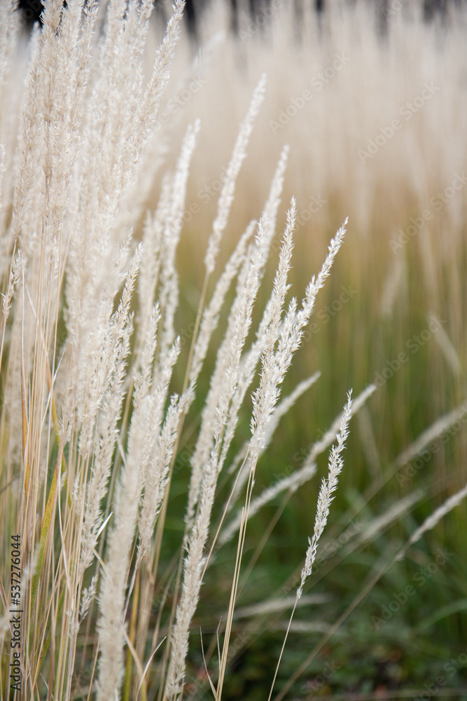 Fototapeta premium ears of wheat in the field