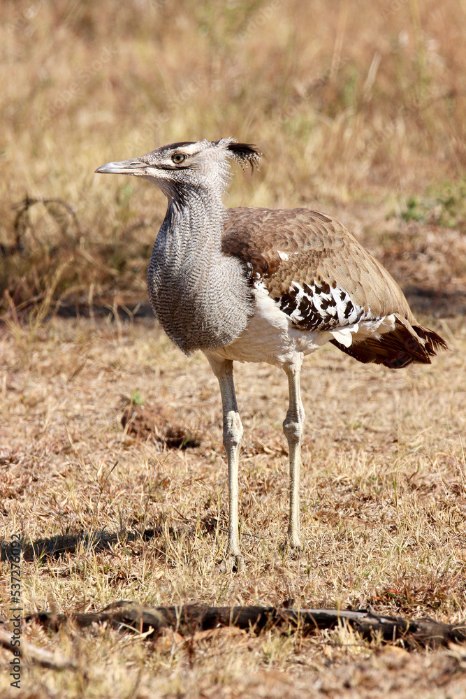 Kori Bustard, Pilanesberg National Park, South Africa