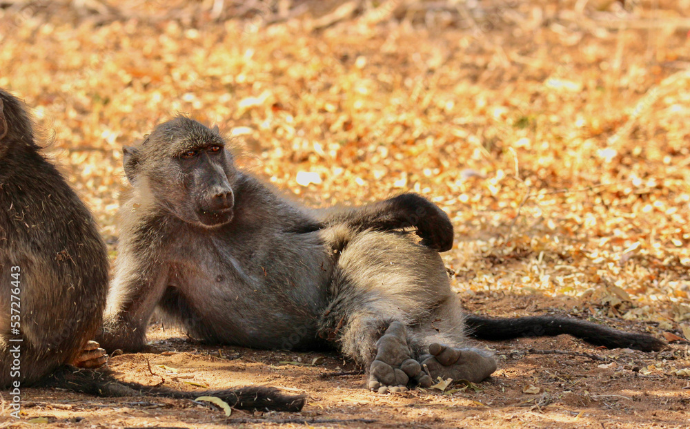 Obraz premium Chacma Baboon, Pilanesberg National Park, South Africa