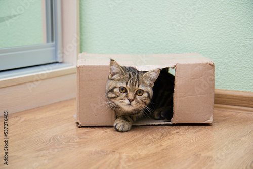 cat on the floor