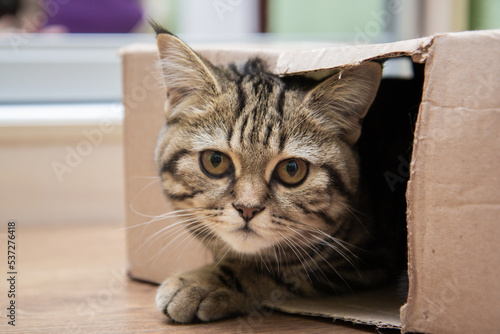 Tabby cat peeking out of a cardboard box