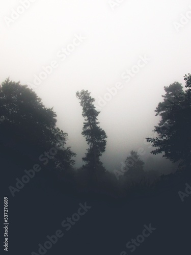 Misty morning in the forest