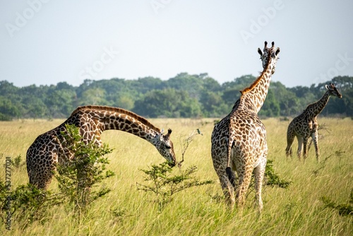 Photography Group of giraffes in the safari