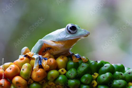 Javan tree frog front view on orange fruit, Flying frog sitting on fruit, Rhacophorus reinwardtii