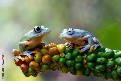 Javan tree frog front view on orange fruit, Flying frog sitting on fruit, Rhacophorus reinwardtii