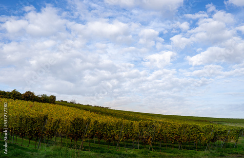 landscape of a vineyard in germany