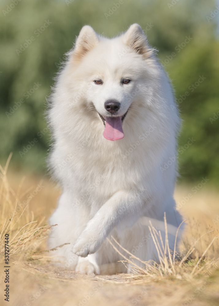 Obraz premium dog on the grass