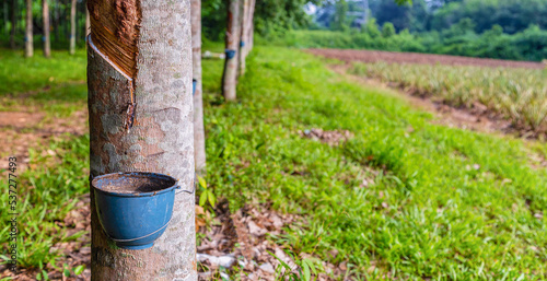 Rubber tree and bowl filled with latex in a rubber plantation © NARONG